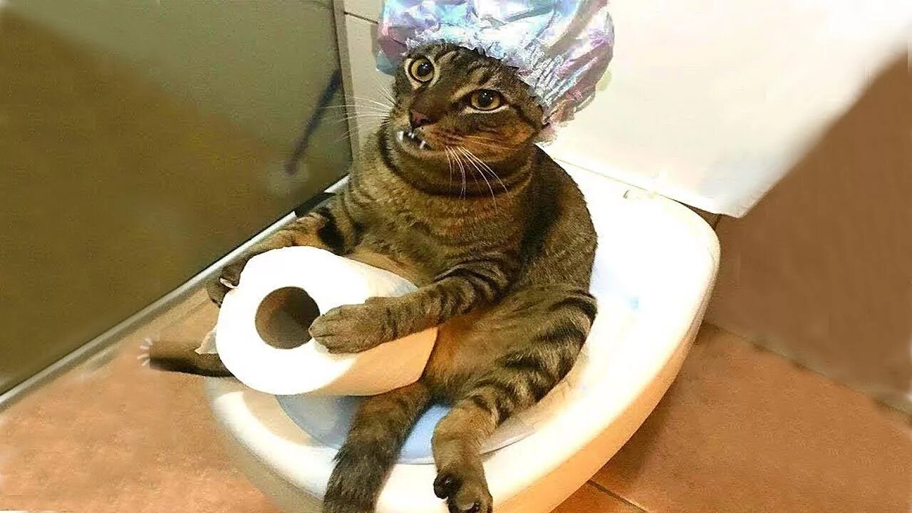 Видео смешных котят до слез. Смешные кошки до слез. смешные коты до слёз. смешные видеоролики. очень смешных котов.