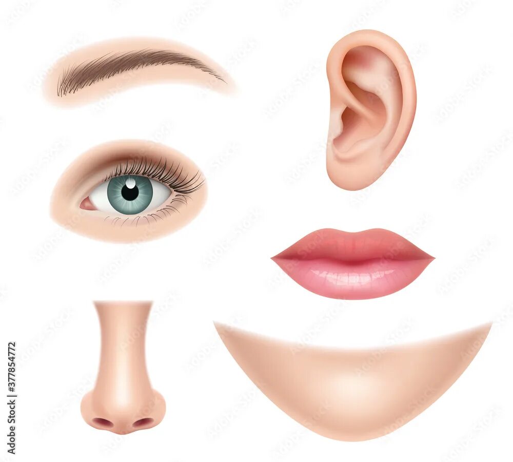 Открытыми рот нос и. Нос и рот вектор. Реалистичный нос вектор. Нос вектор. Нос клипарт.