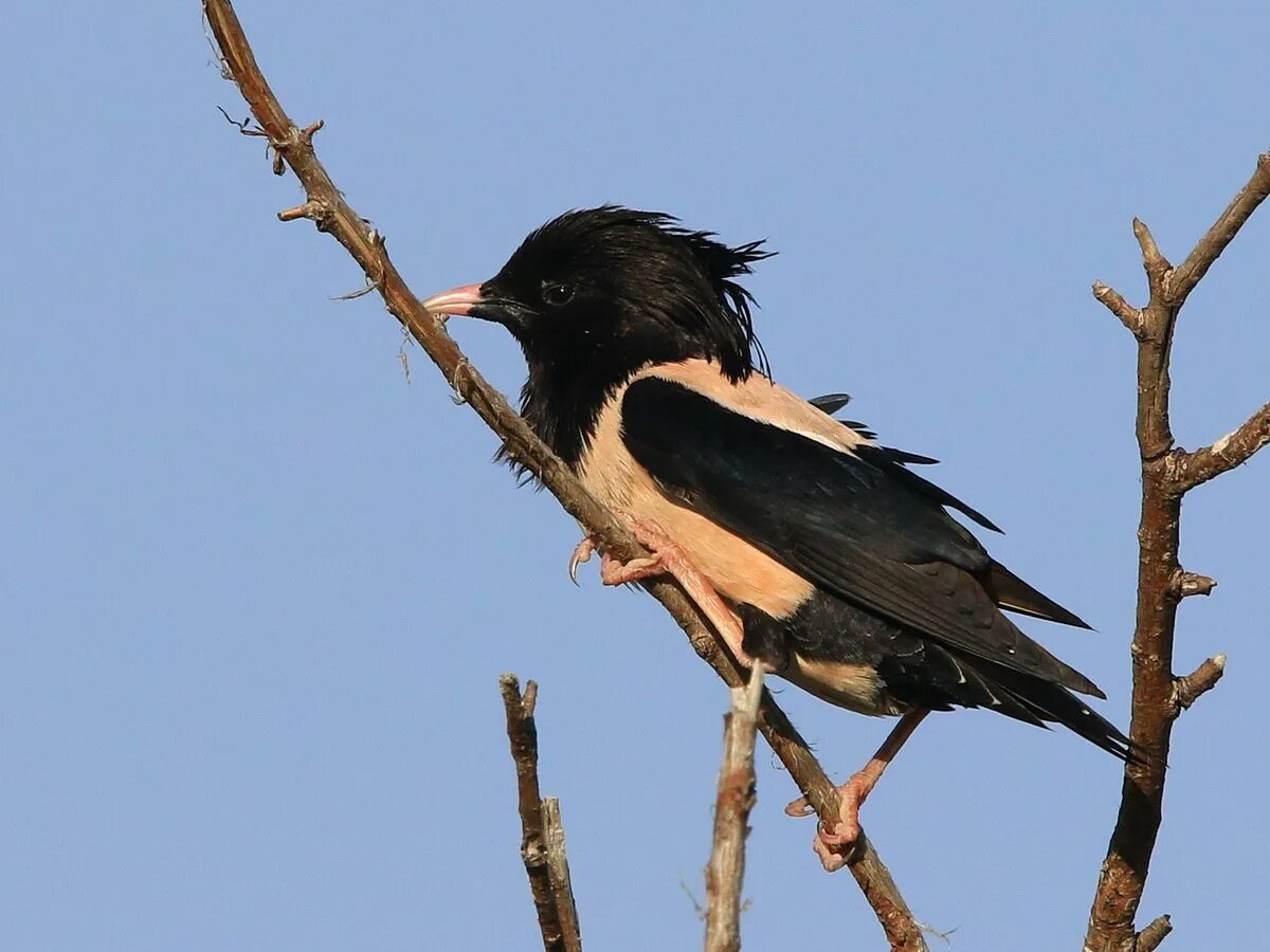 Текст розовые скворцы. Sturnus roseus. Розовый скворец. Розовый скворец в степи. Птенец розовый скворец.