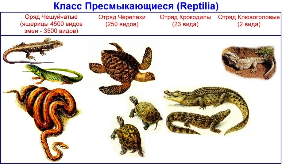 Класс пресмыкающиеся 7 класс вариант 2. Пресмыкающиеся отряды и представители. Классификация пресмыкающихся 7. Классификация отряд класс пресмыкающиеся. Многообразие реплили й.