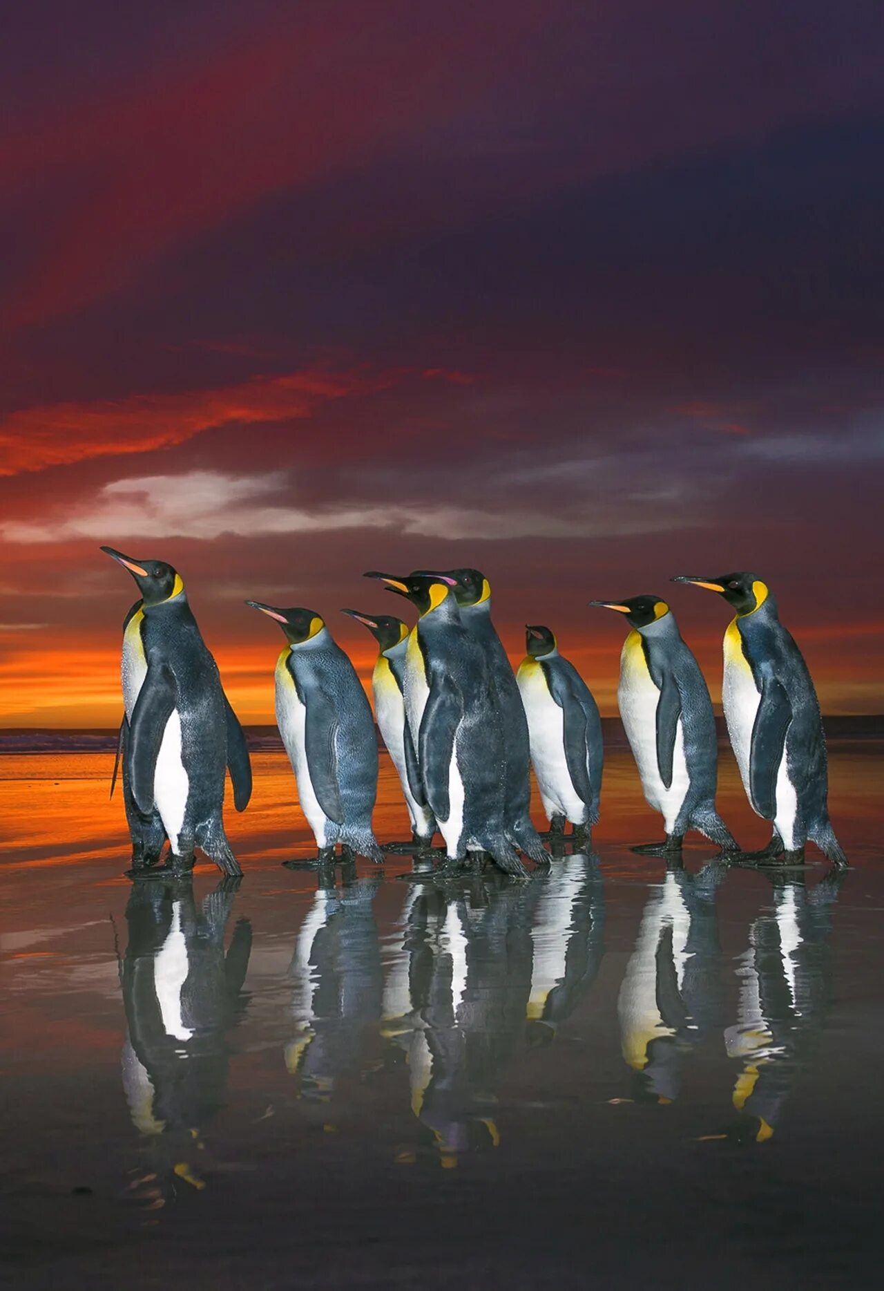 Пингвины в дикой природе. Фолклендские острова пингвины. Королевский Пингвин. Королевские пингвины вожак. Королевский Пингвин рост.