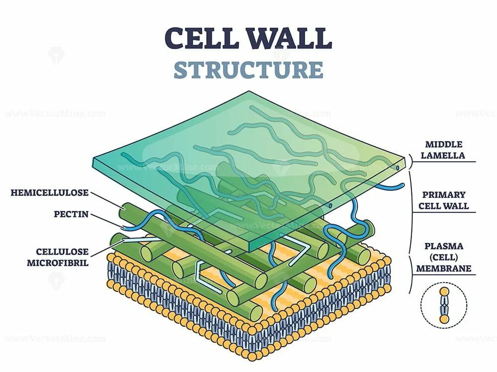 Cell Wall structure. Целлюлозная клеточная стенка. Клеточная стенка растений. Целлюлоза в клеточной стенке.