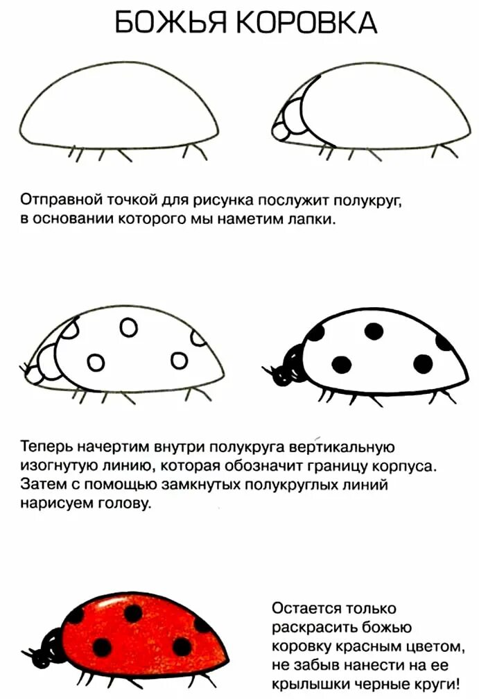 дополни схемы божья коровка листья. жизненный цикл развития божьей коровки. строение божьей коровки для детей. дополни схемы божья коровка листья. дополни схемы божья коровка листья.
