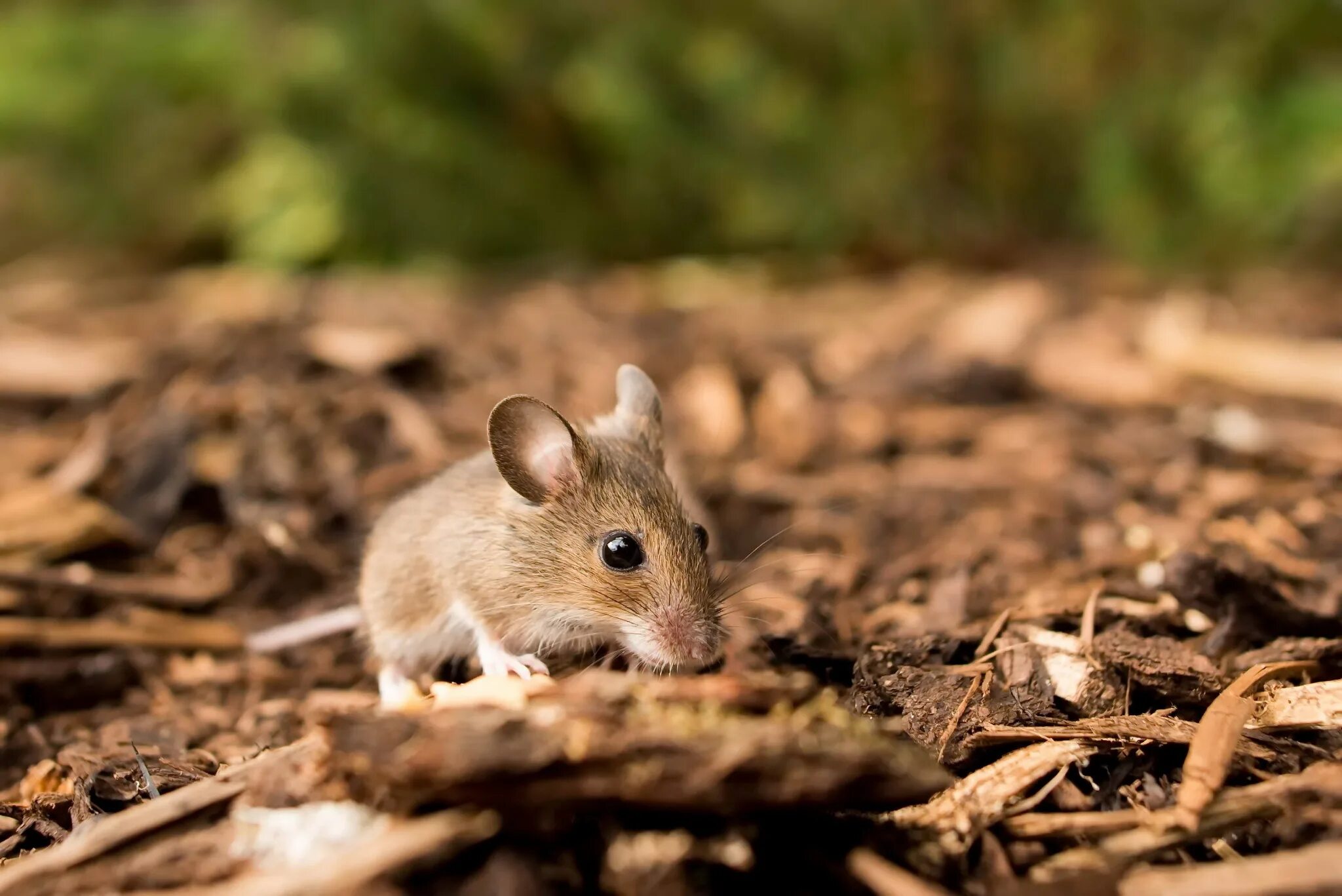 Найти мышей. Лесная мышь (Apodemus sylvaticus). Большеухая полевка. Мышь полевка серая. Мышеобразные Грызуны.