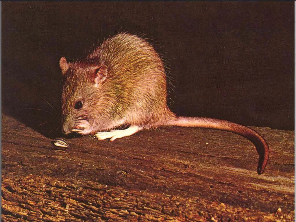 Серая крыса Rattus norvegicus. Длинноволосая крыса. Крысиные движения. Крыса серая с рыжим. Про рата