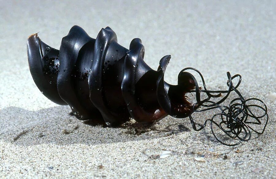 Акулы которые откладывают яйца. Как выглядит яйцо акулы. Яйцо катрана черноморской акулы. Как выглядит яйцо акулы. Яйцевая капсула акулы.