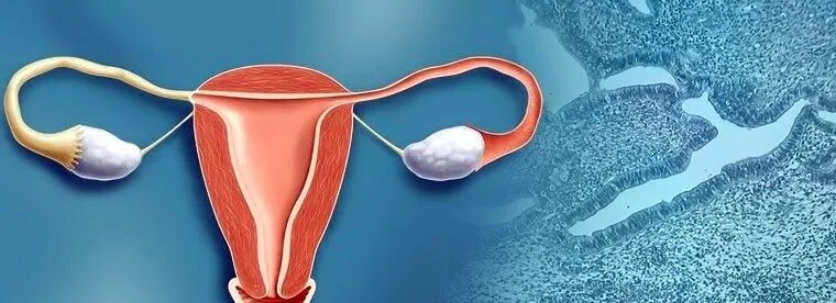 Отторжение эндометрия. Женские эндометрии