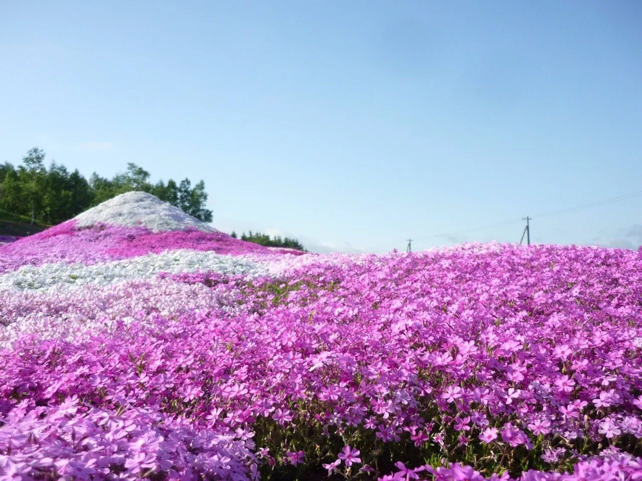 Розовое поле в крыму. Травяная Сакура флокса. Парк Хицужияма Япония. Шиба Закура. Флокс шиловидный в Японии.