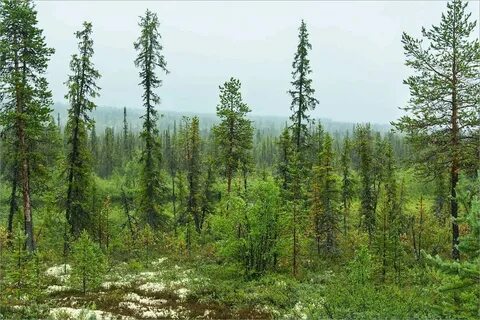 Природная зона севернее хвойных лесов