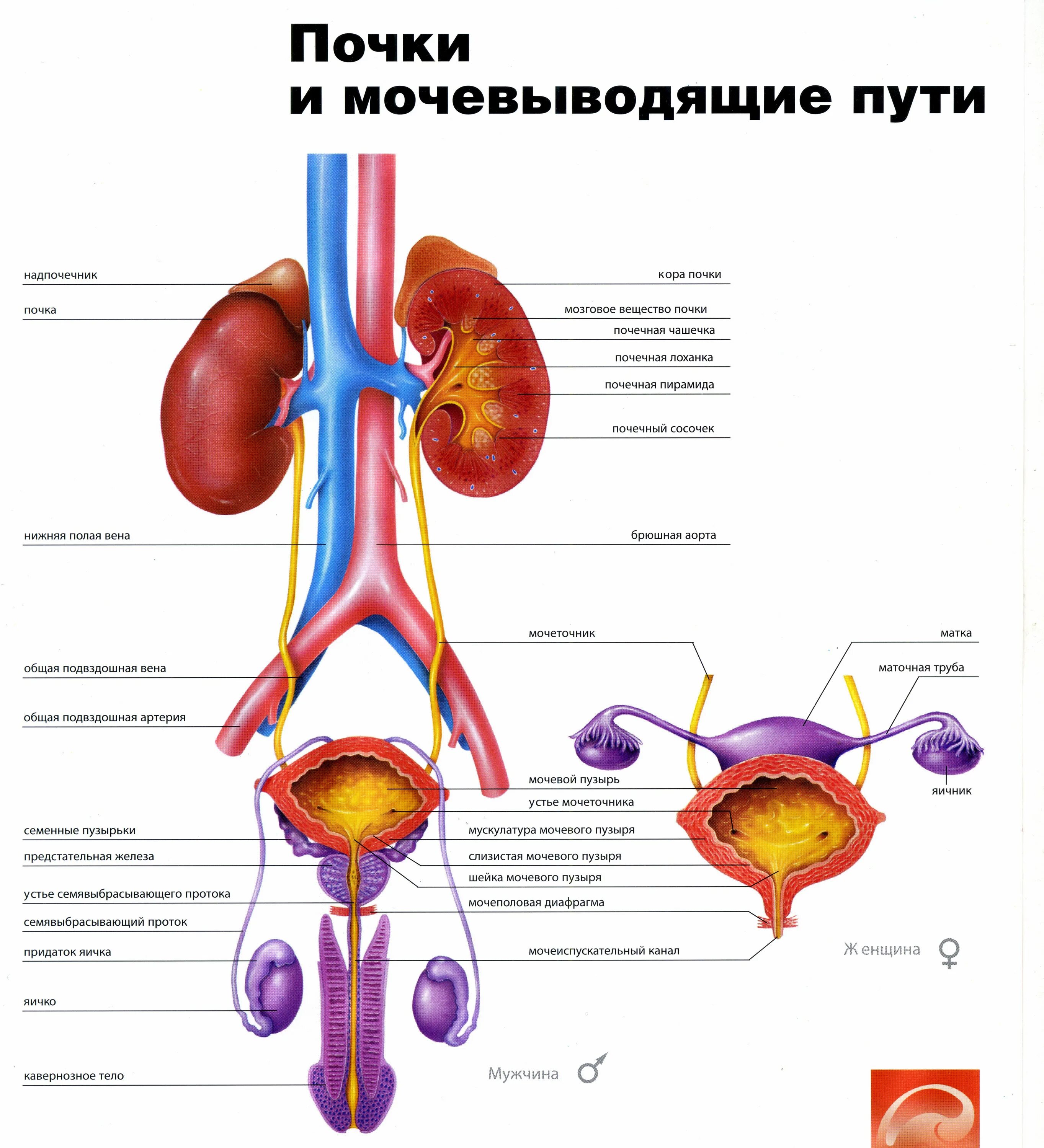 Мочевой пузырь у мужчин и женщин. Мочеполовая система человека схема. Мочевыделительная система анатомия человека схема. Строение мочеполовой системы у женщин анатомия. Мужская Мочеполовая система схема.