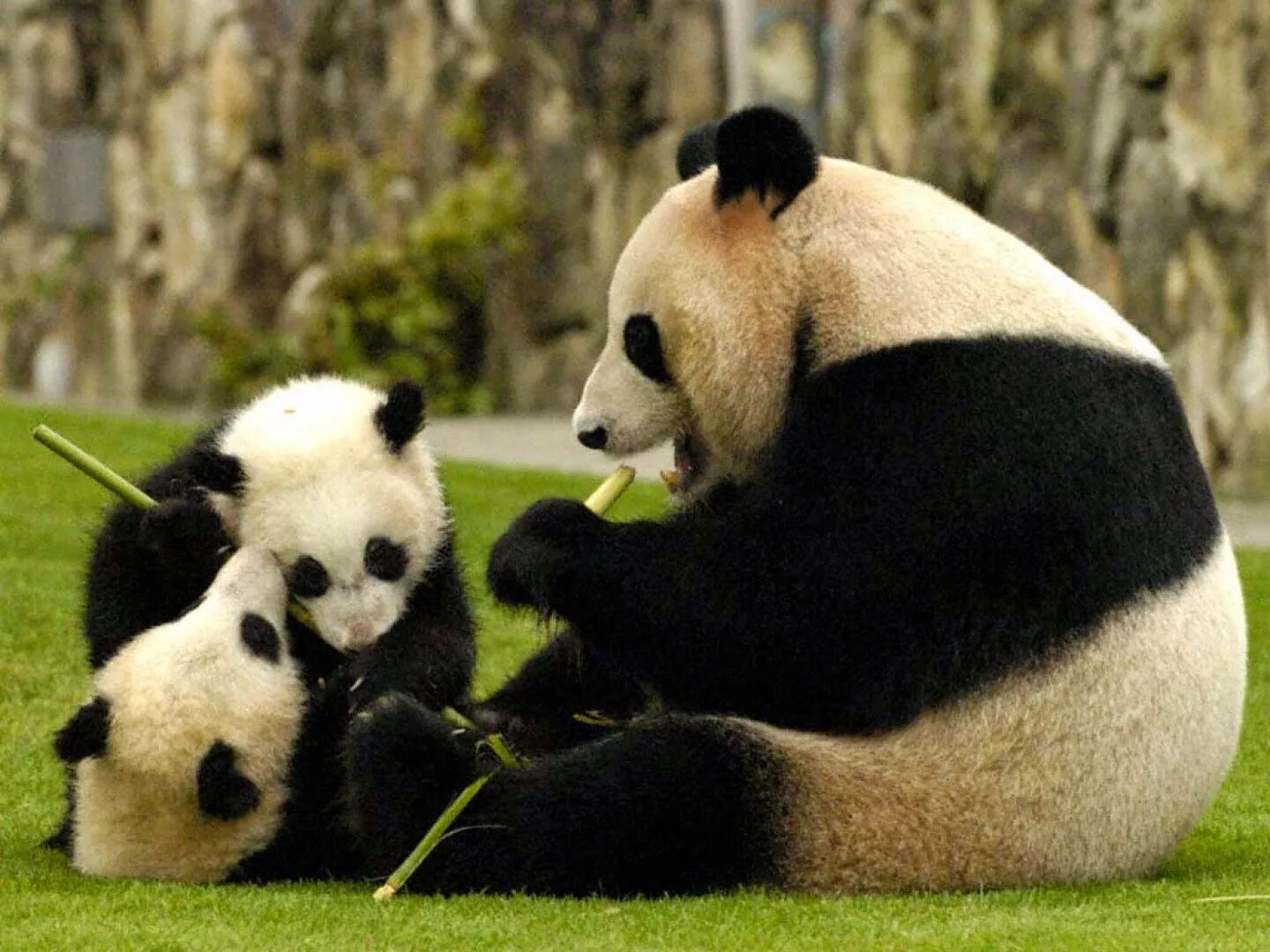 Панда таджикски. Панда бамбуковый медведь. Большая бамбуковая Панда. Большая Панда или бамбуковый медведь. Очковая Панда.