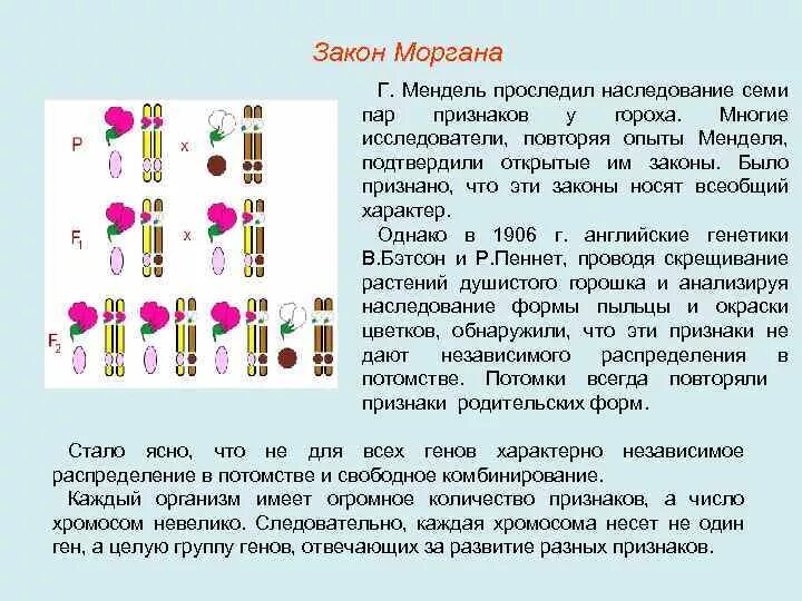 Родительские формы чистые линии. Наследование признака гороха. Законы Менделя и Моргана. Зазакон Моргана и Мендалья. Законы Менделя и законы Моргана.