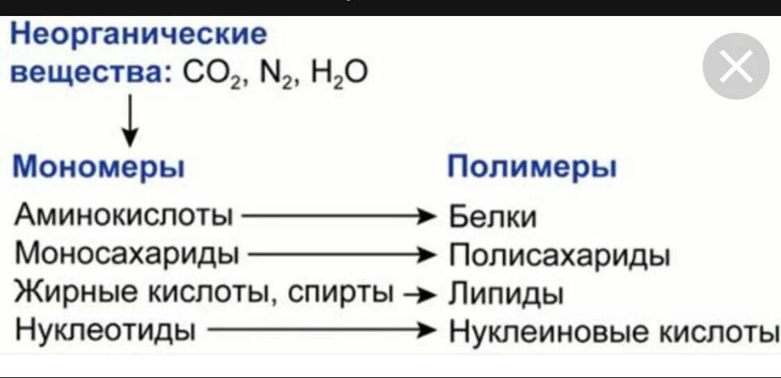 Полимеры и мономеры это в биологии. Полимеры и мономеры схема. Органические вещества клетки полимеры и мономеры. Строение полимеров и мономеров. Соединение не являющееся биополимером