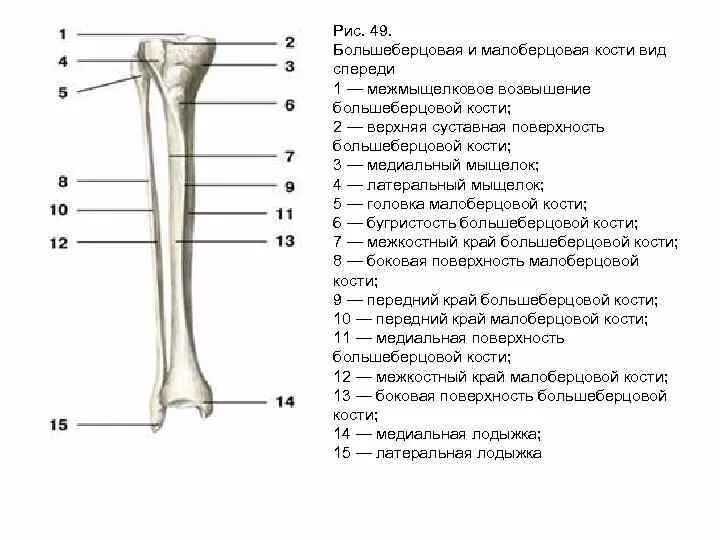 Находится берцовая кость. Строение малоберцовой кости анатомия. Большеберцовая и малоберцовая кости строение. Большеберцовая кость анатомия человека. Малоберцовая кость анатомия человека.