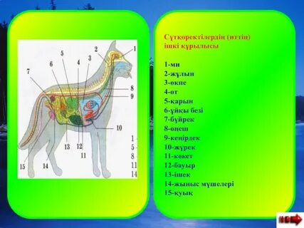 Сүтқоректілердің ең үлкен жыныс мүшесі