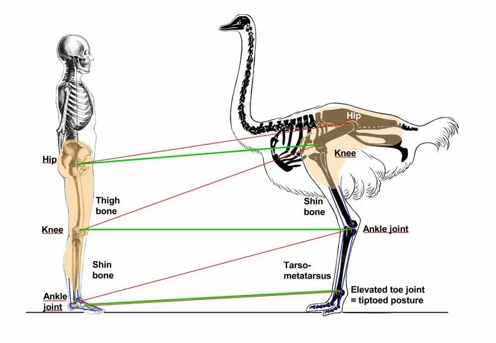 У птиц 2 ноги. Скелет ноги страуса. Строение скелета страуса. Скелет нанду.