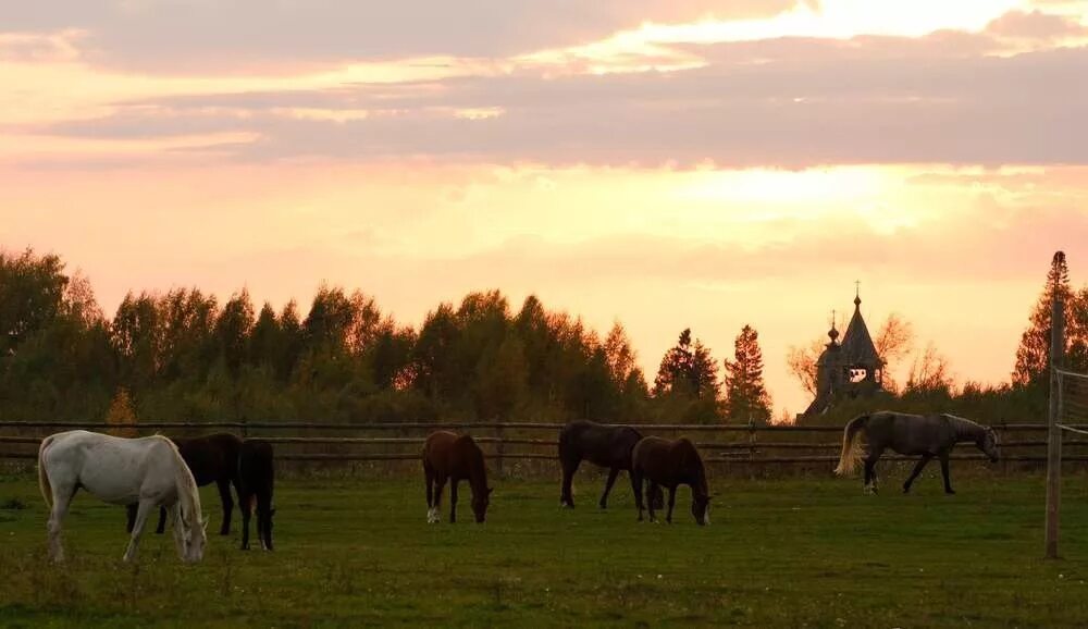 Серая лошадь троицкое нижегородская. Конный клуб серая лошадь благовещенское. Отдых серая лошадь нижегородская область. Серая лошадь нижегородская область троицкое. Конный клуб серая лошадь нижегородская область троицкое.