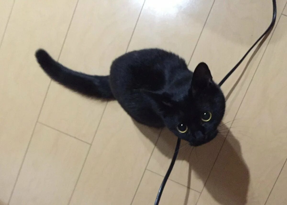 Черный котенок. Кошечка черная. Маленький черный котенок. Черный кот и котенок.