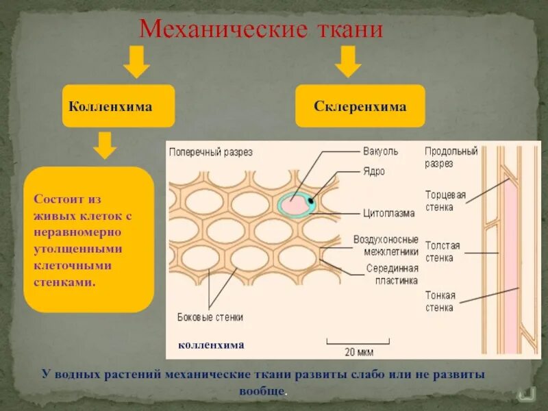 Какие клетки живые на препарате. Механическая ткань колленхима строение. Механическая ткань растений колленхима. Механическая ткань растений колленхима и склеренхима. Уголковая колленхима строение.