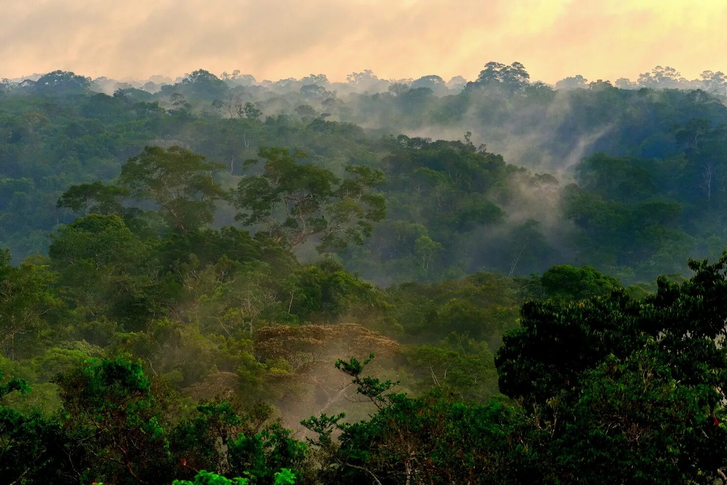Amazon borneo congo. Сельва Перу. Сельва амазонки. Сельва Южной Америки. Влажные экваториальные леса Амазонии.