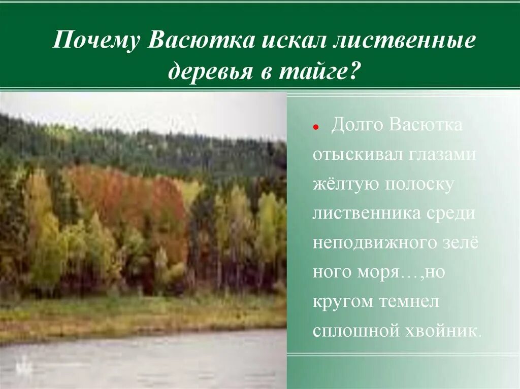 Лиственные деревья тайги. Васюткино озеро. Трудности в тайге Васюткино озеро. Памятка для Васютки. Зачем васютка отправился в тайгу из рассказа