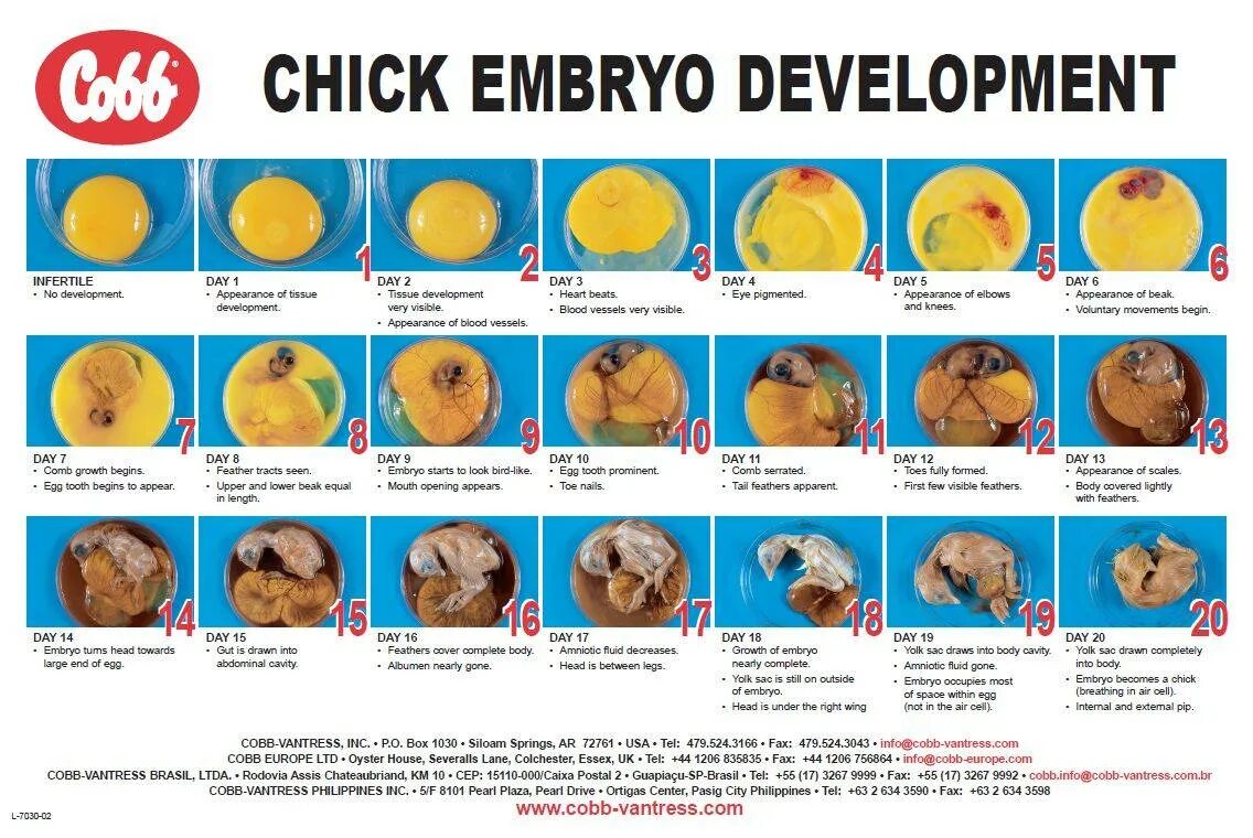 Через сколько дней проверять яйца в инкубаторе. Стадии развития инкубационных яиц кур. Этапы развития эмбриона цыпленка. Стадии развития зародыша цыпленка. Стадии развития куриного эмбриона по дням.