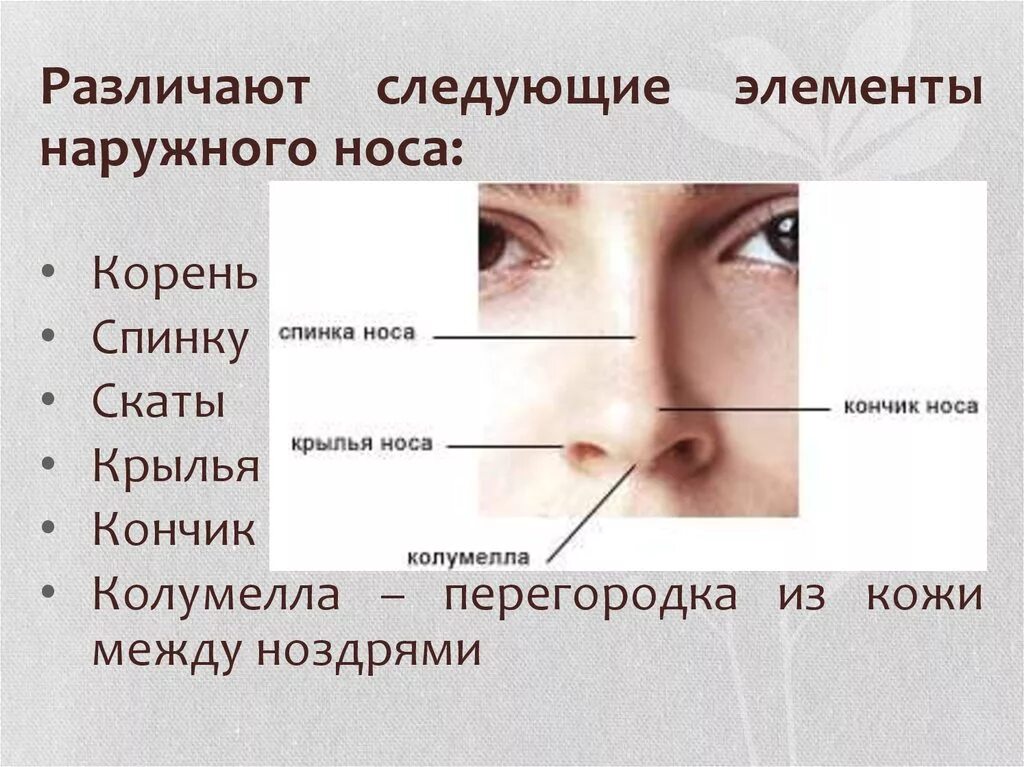 Части носа. Как называется между ноздрями. Губной желобок анатомия. Перихондрит носовой перегородки. Прокол переносицы бридж.