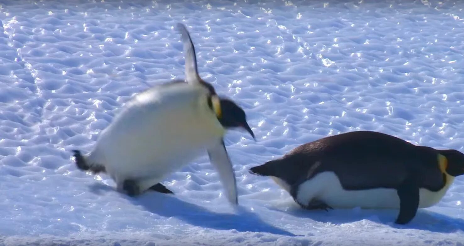 Упавший пингвин