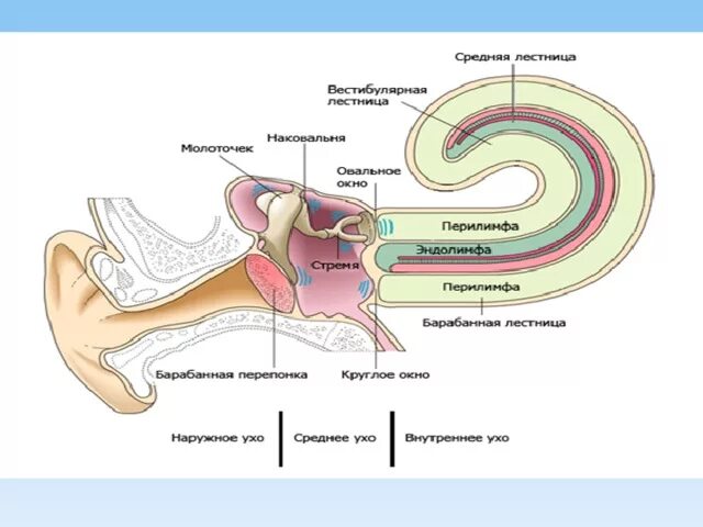 Анализатор слуха и равновесия. Строение слуховых косточек слухового анализатора. Анализаторы слуха и равновесия. Строение слухового анализатора рисунок. Названия слуховых косточек органа слуха человека.