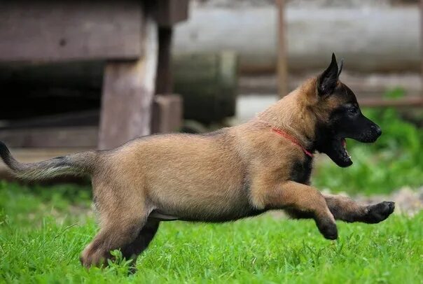 File:Belgian Malinois Male Puppy.jpg - Wikipedia
