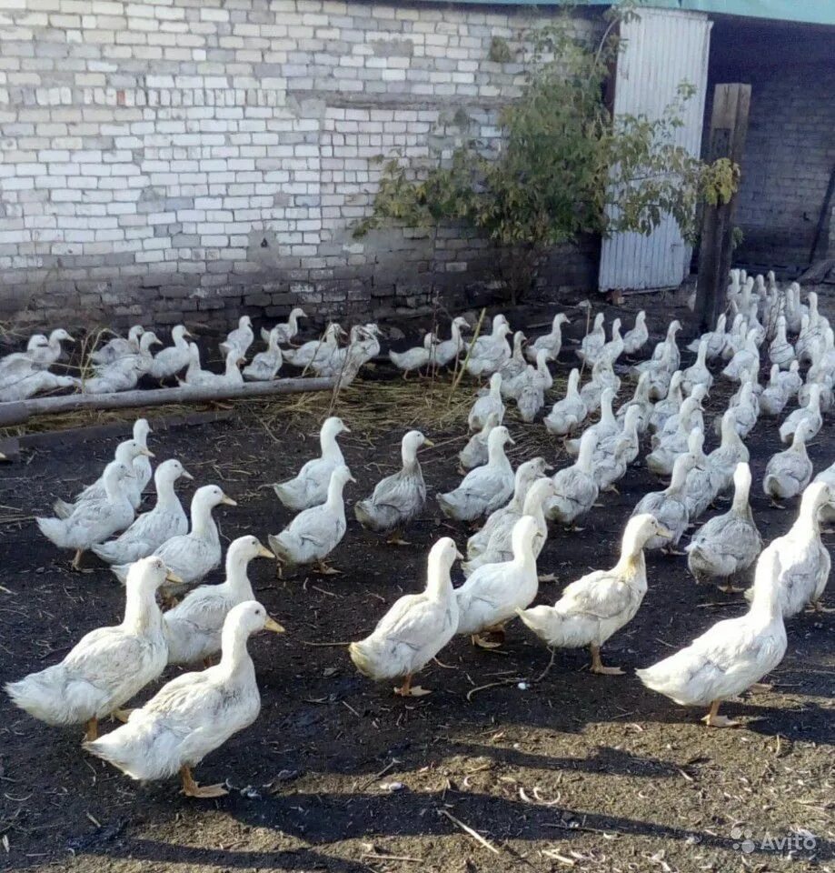 Черри велли описание породы. Утята черри Велли. Порода уток черри Велли. Утята породы черри Велли. Утка сорт черри Велли.