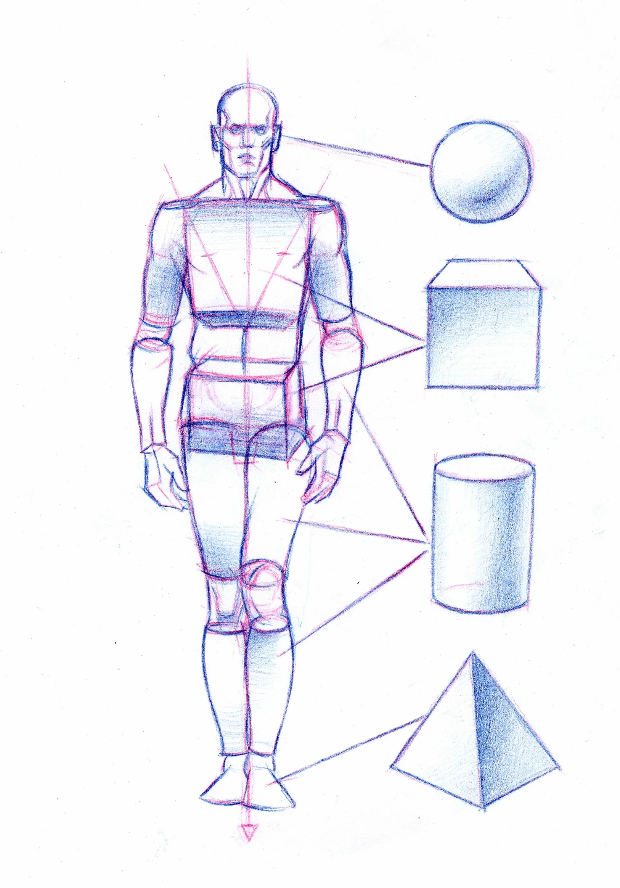 Схема рисования человека. Пропорции мужской фигуры для рисования. Фигуры для построения тела. Фигура человека для рисования.