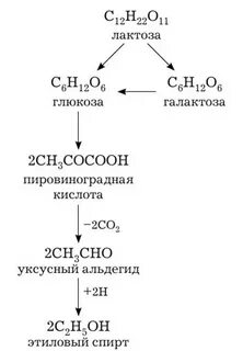 Конечными продуктами брожения являются