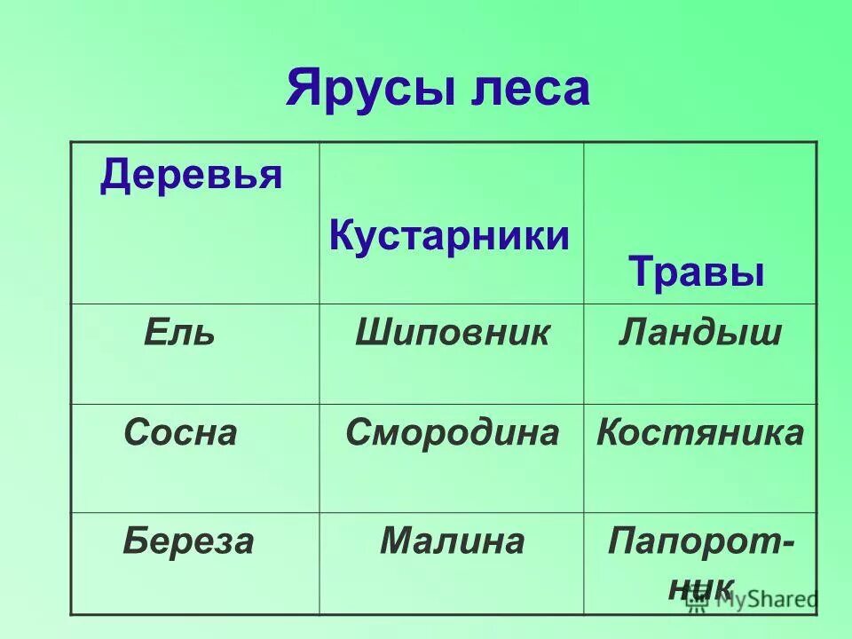 Природное сообщество лес ярусы. Ярусы леса. Ярусы леса малина.