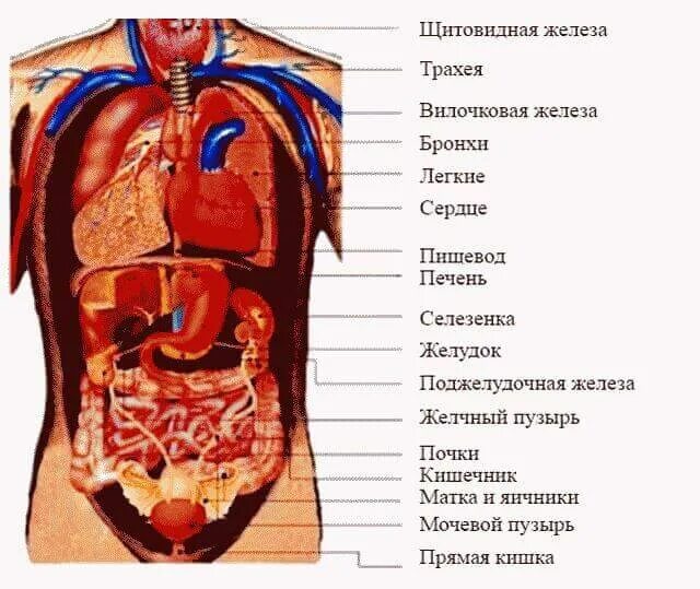 Какой орган находится под ребрами спереди. Строение органов человека с левой стороны сзади. внутренние органы человека слева снизу. внутренние органы сзади справа. анатомия органы под ребрами.