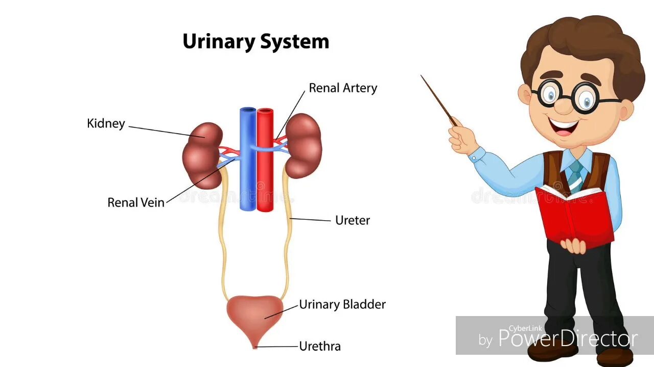 Urinary system. Histo Urinary System. Urinary System gif. Cows Urinary Organs.