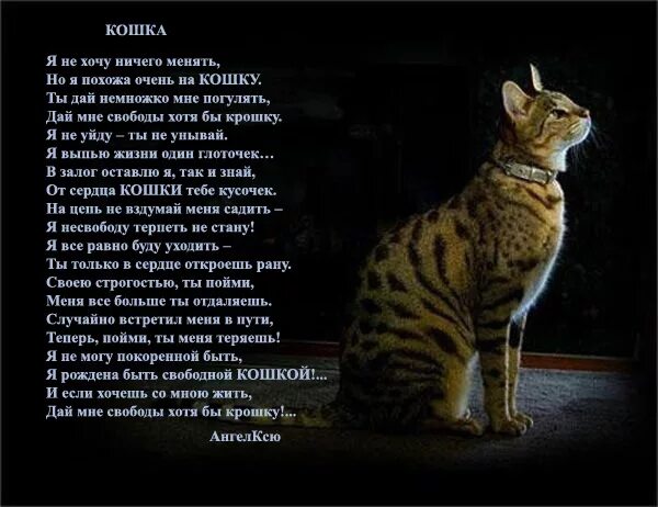 Стих про кошку. Стихи про котов. Стихи о котах и кошках. Стих про кошечку. Жить без кошки грустно как то несерьезно