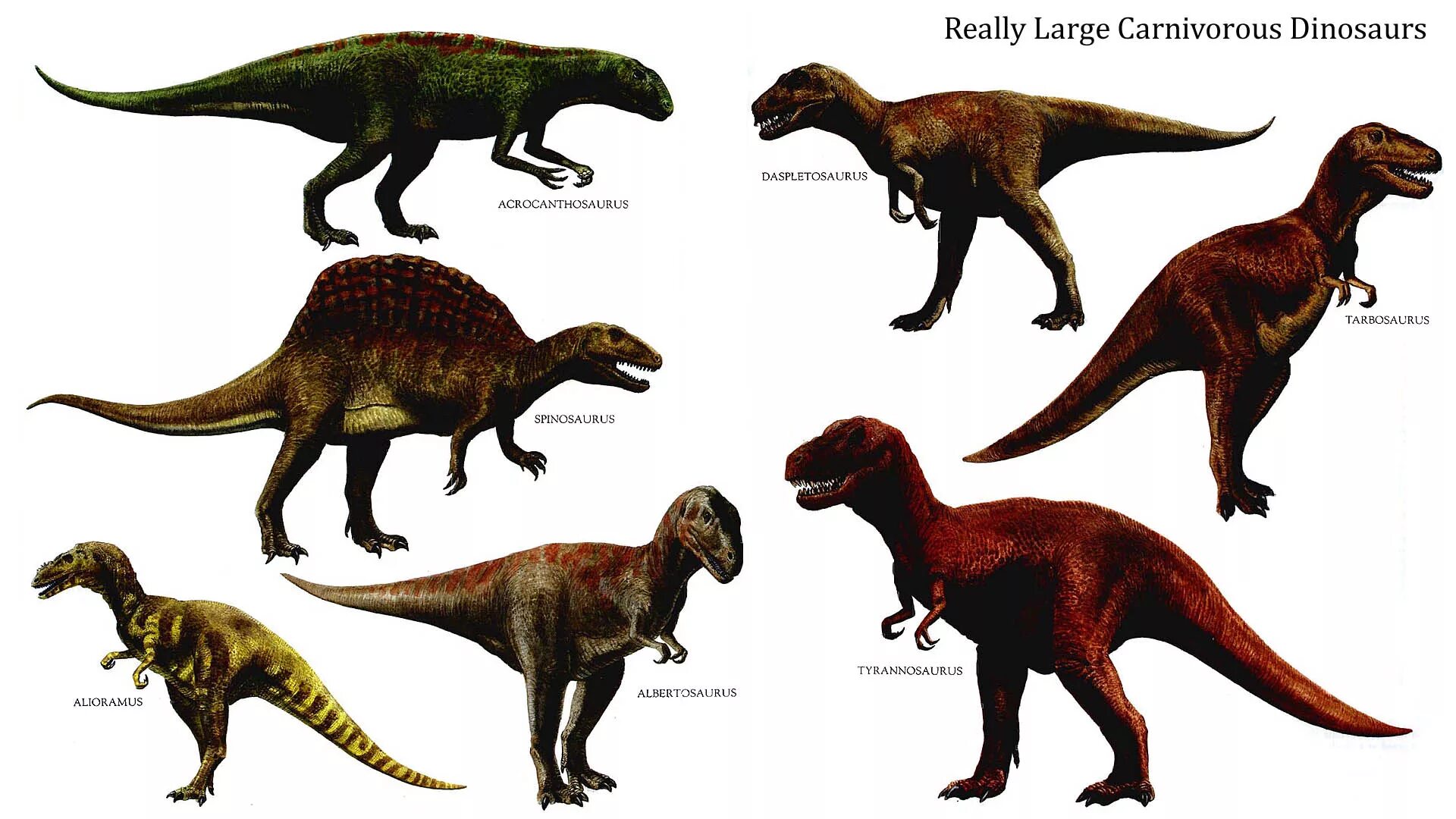 Хищный динозавр 12 букв. Тероподы Юрского периода. Тероподы КУРОЗАВРЫ. Динозавры хищники тероподы. Мегалозавр Тарбозавр.