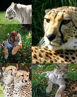 Большие кошки список