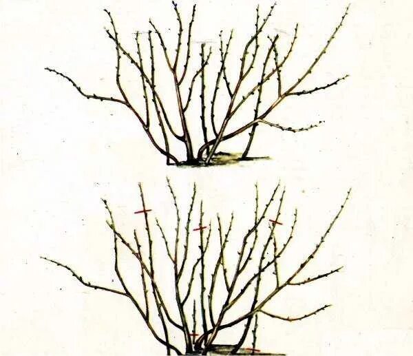 Обрезанный куст крыжовника. Обрезать жимолость весной. Обрезка красной смородины весной. Обрезка жимолости весной. Как обрезать жимолость весной для начинающих