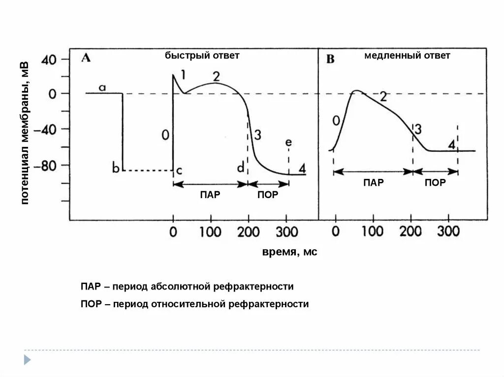 Быстрый и медленный ответ. Быстрые и медленные реакции. Быстрые и медленные ответы физиология. Рефрактерность к режиму FCR. Моментальная реакция