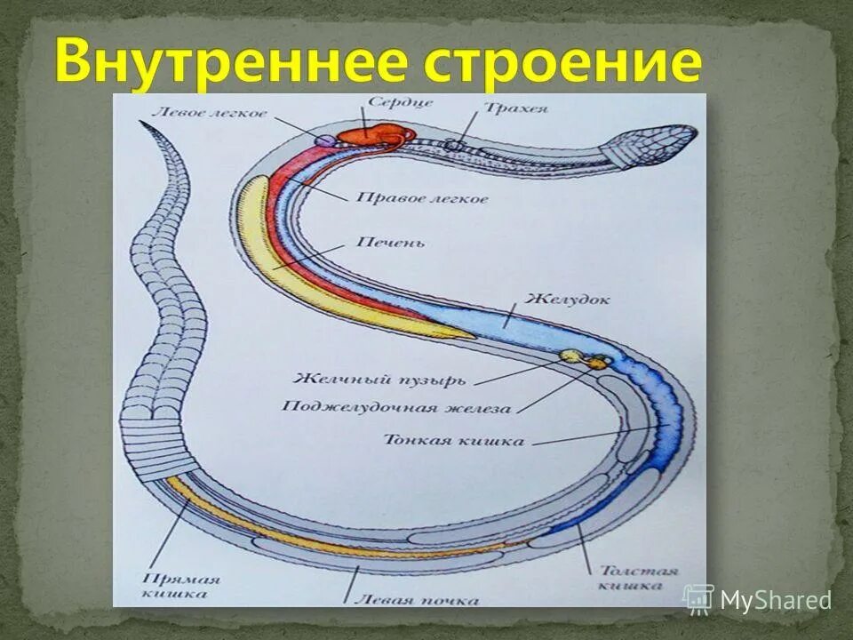 Внутренне строение змеи. Внешнее и внутреннее строение змеи. Внутреннее строение гадюки. Строение ротовой полости змеи. Строение змеи в картинках.