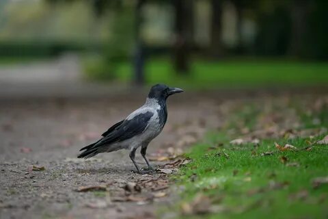 Ворон относится к животным