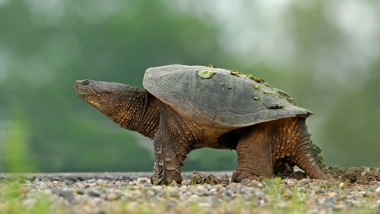 Грифовая черепаха. Хищная черепаха. Черепаха-гигант матамата. Каролинская коробчатая черепаха. Водные черепахи хищники.