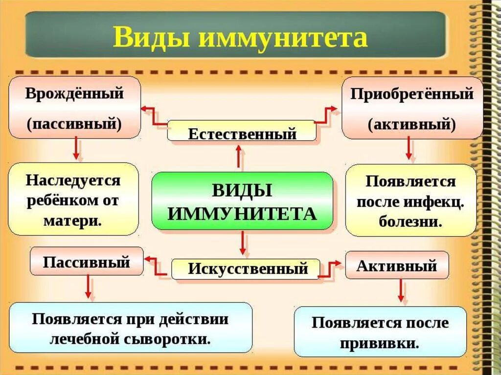 Иммунитет. Иммунитет человека. Виды иммунитета. Иммутин. Иммунная биология