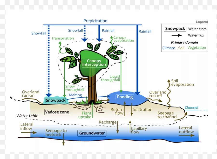 Потенциальное растение. Водный баланс растений. Водный баланс гидрология. Водный потенциал растений. Водный потенциал схема.