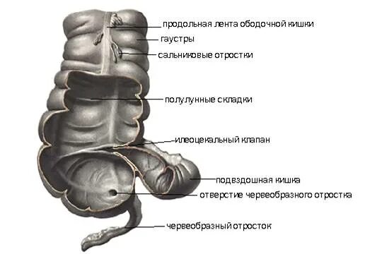 Слепая кишка стенки. Строение слепой кишки анатомия. Слепая кишка анатомия человека. Слепая кишка и червеобразный отросток строение. Строение ободочной кишки анатомия.