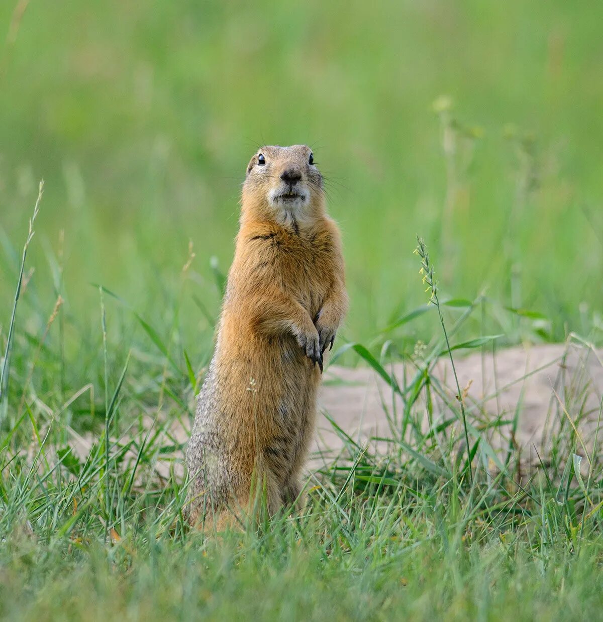 пустынный сурикат. суслик с пушистым хвостом. американский суслик евражка. степи полупустыни и пустыни животные. тонкопалый суслик.