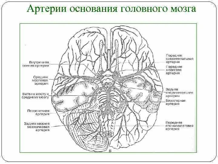 Артерии основания мозга. Артерии лобной доли головного мозга. Кровоснабжение средней мозговой артерии. Артерии питающие головной мозг схема. Кровоснабжение мозга Виллизиев круг.