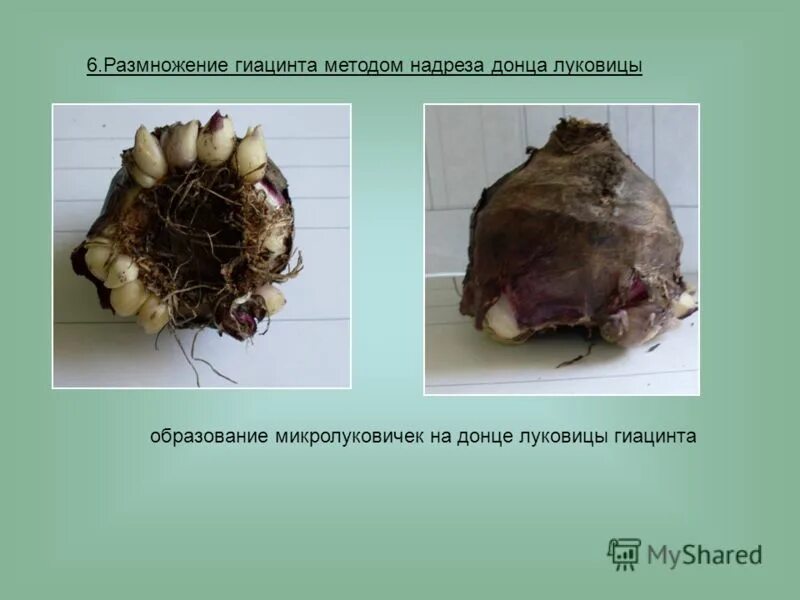 Луковицы гиацинтов с детками. Гиацинт детки на луковице. Как размножить гиацинт. Как размножить гиацинт. Гиацинт размножение луковицами.